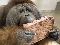 Peanut Butter Gorilla Cake